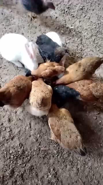兔子和鸡一起吃东西 