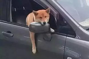 当一只狗坐在了车里 没有你看不到的,只有想不到的