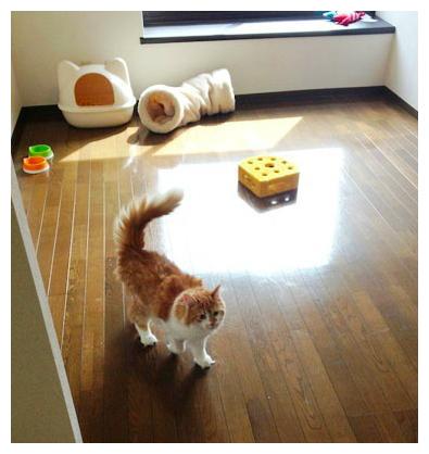 听说去东京租房,可以配送只猫 不过要搬家话,猫可不能跟你走哟