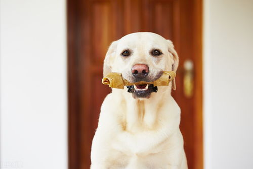 狗狗的换牙期是什么时候 需要注意什么
