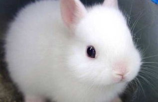 兔子正常尿液的颜色 