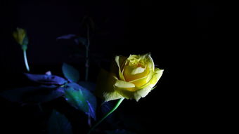 夜色玫瑰