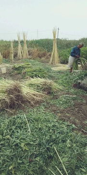 在大江东见过这 场面 的都是 大爷级别 的人了