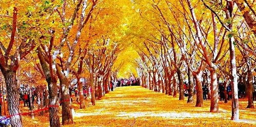 探访四川银杏树风景：金色童话，美不胜收