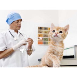 猫需要打几针疫苗(宠物猫需要打几针疫苗)