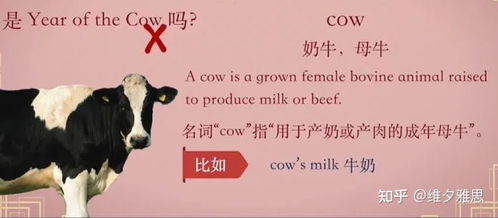 牛年的 牛 ,英语到底是cow bull还是ox cattle 