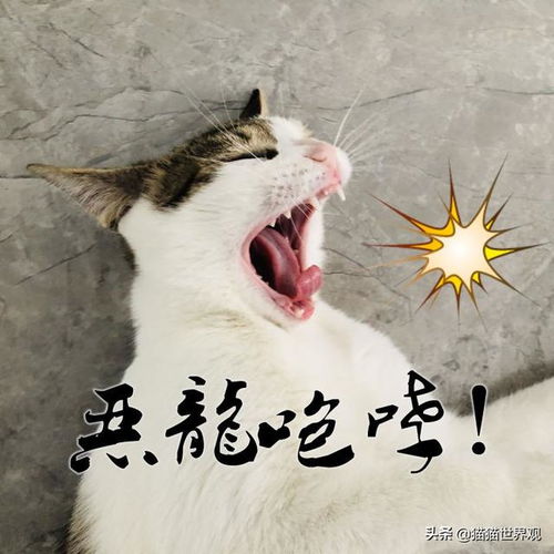 奇怪,给猫花钱的人都是什么心理