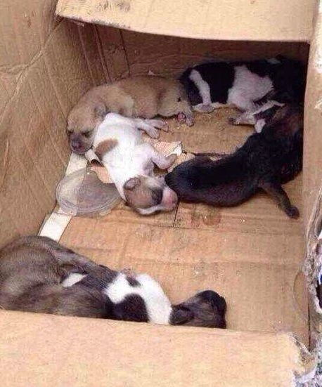 杭州收容所工作人员摔死小狗 当着母狗的面摔死7只狗崽 