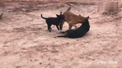 黑狗母子跟一只黄狗在打架,小黑狗在帮着妈妈咬黄狗,镜头拍下全程 