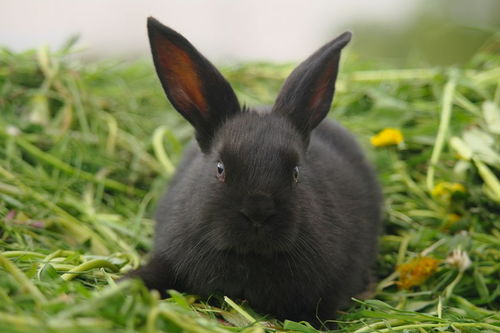 白兔比黑兔多8分之一,黑兔比白免少24只,黑兔有多少只 