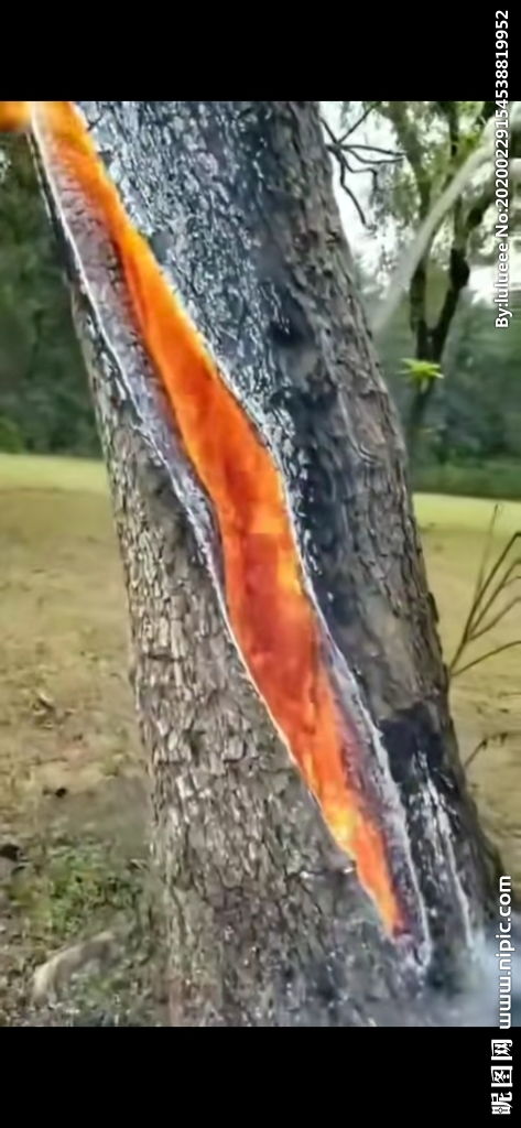火烧树 