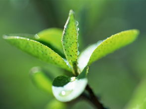大片绿叶的绿植是什么,大片绿叶的绿植通常指的是具有大型、绿油油的叶片的植物