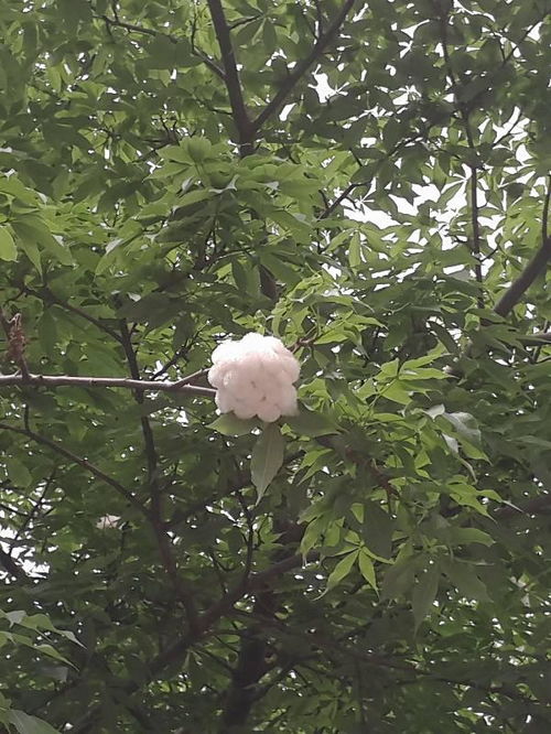 这种花开得很像棉花的树是什么树 