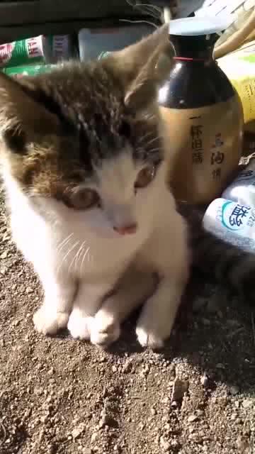 小猫崽都不会走路了 