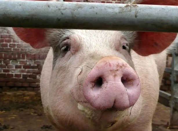 我家喂的猪里面有一头体温特别高,不吃也不喝,是非洲猪瘟吗