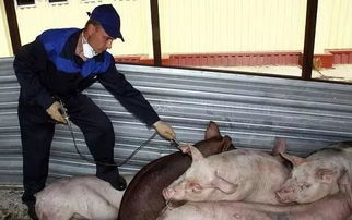 2023非洲猪瘟几天死亡 2023全国最近猪瘟情况
