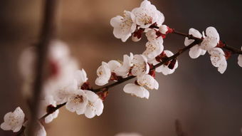 杏花花语及代表意义,杏花形容美貌的意思