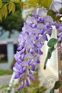 麝香是什么植物,麝香紫藤特征