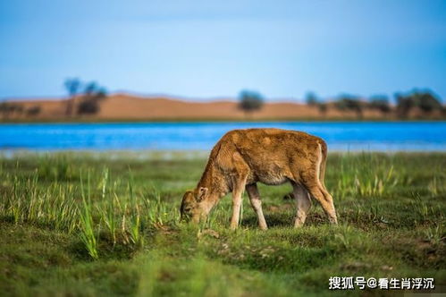 1973年 生肖牛 的一生运势,47岁后该何去何从 一切皆是命