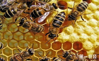 关于蜜蜂多的诗句
