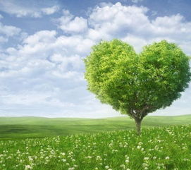 一棵树爱情寓意 一棵树是什么暗示