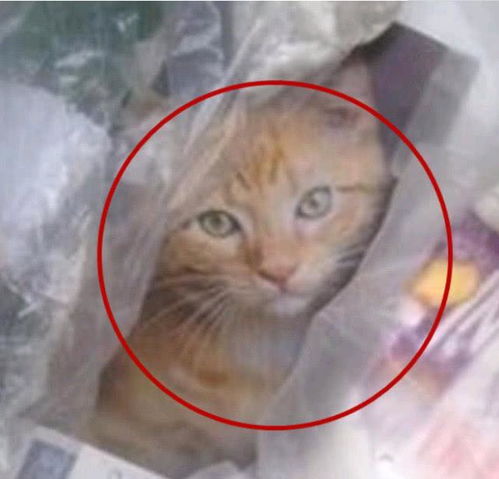 男子垃圾桶里发现一只 小猫 ,赶紧伸手去解救,结果不淡定了 