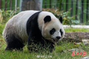 大熊猫姐妹爱上武汉下雨天 仰头感受绵绵小雨,开心又惬意 