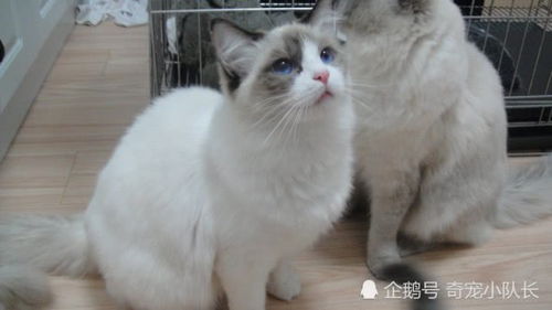 日本网评8种最可爱的猫咪,布偶猫上榜,没有一个是我国的品种 