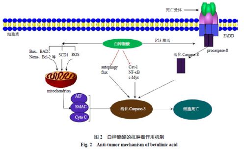 gno pqq,gno 苏糖酸镁 百科