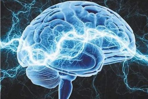 一颗来自2600年前的大脑,结构极其稳定 科学家 它还 活着