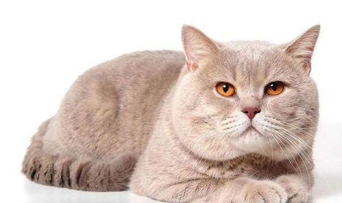 世界上最稀有的6种猫咪颜色 金渐层 银渐层排不上号
