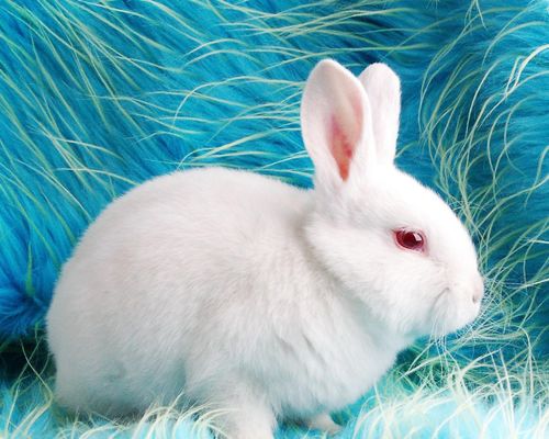 中国兔子品种大全 地方品种 四川白兔