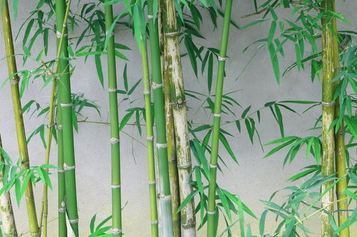 盆栽竹子叶子发黄是什么原因,浇水