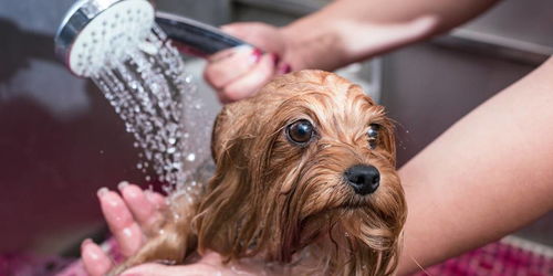 狗狗冬天洗澡 多久一次才合适,还需要注意什么