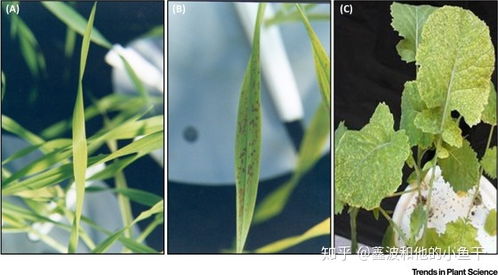 植物维持锰稳态的关键 在于调控锰转运蛋白 