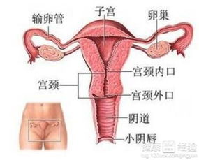 剖腹产后两年在腹壁刀口处发现的子宫内膜异位好治吗