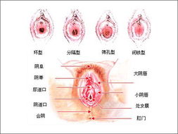 不得不看的高清美女阴道图片 