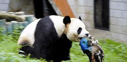 大熊猫吃山羊是假的 别让他的外表 欺骗 了你