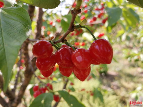 又大又甜的玛瑙红樱桃求买家 西昌 新农人 10万斤樱桃遭遇销售难
