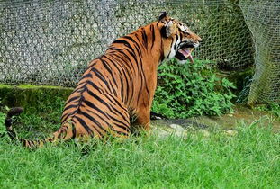 保护华南虎的英语作文,英语作文 Saving tigers