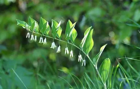 关于草药的诗句