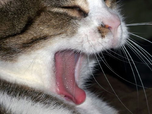 猫咪为什么吐舌头