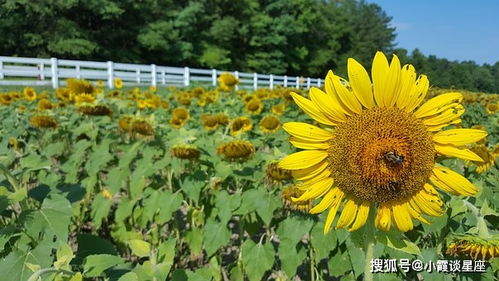 清晨充满阳光的精美句子,理想再远大,也需要点滴的努力