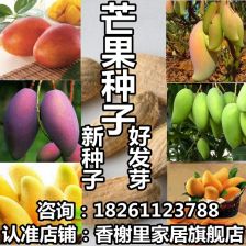 芒果种子处理及育苗技术介绍,芒果种子冬天如何种