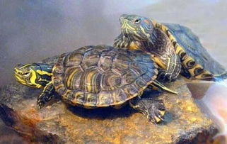 巴西龟放多少水最佳,【养巴西龟放多少水】养巴西龟的水需超龟壳高度？