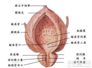 男性支原体感染有什么危害