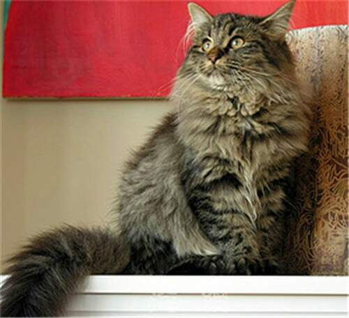 挪威森林猫最大能长多少斤？