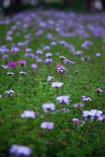 谷雨时节,阴天拍摄花卉