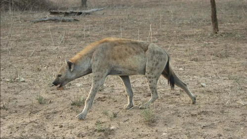 鬣狗互相抢食起内讧,同伴被首领活活咬脑袋而死 