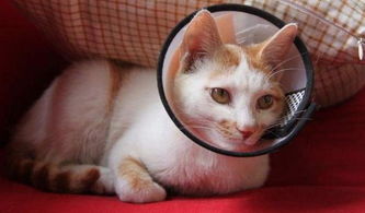 养宠小知识 猫咪眼睛意外受伤,千万不要慌,这样做应急处理最妥当